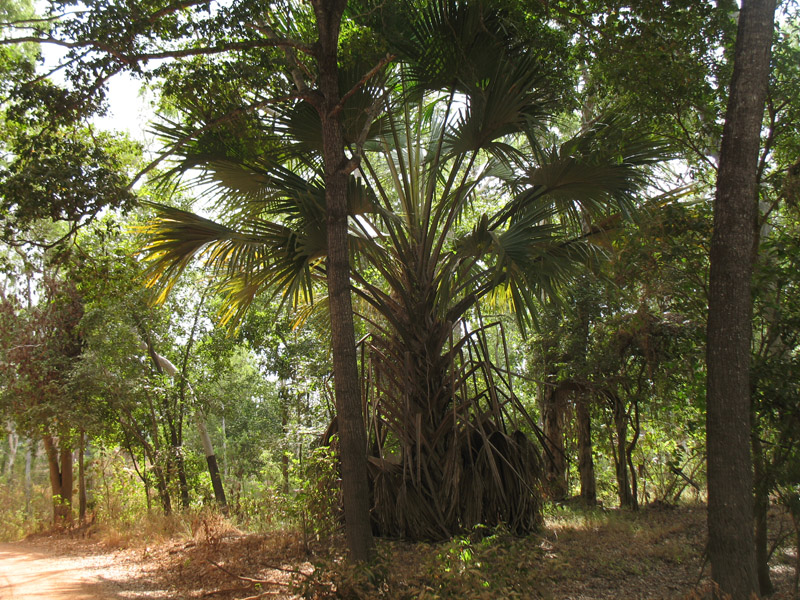 Lakefield National Park - Walkabout